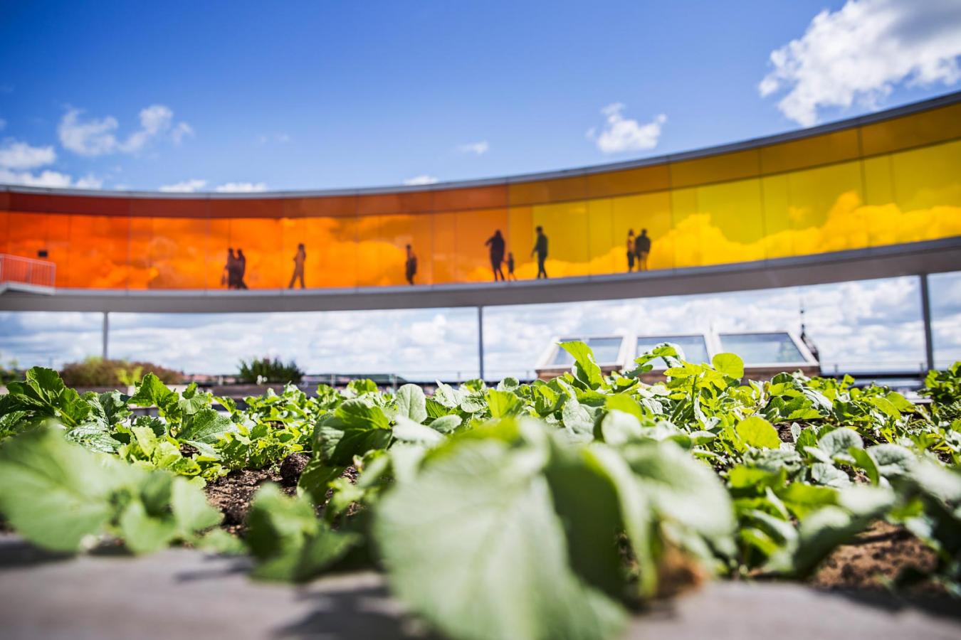 Friske krydderurter dyrket på toppen af ARoS Your rainbow panorama, Aarhus