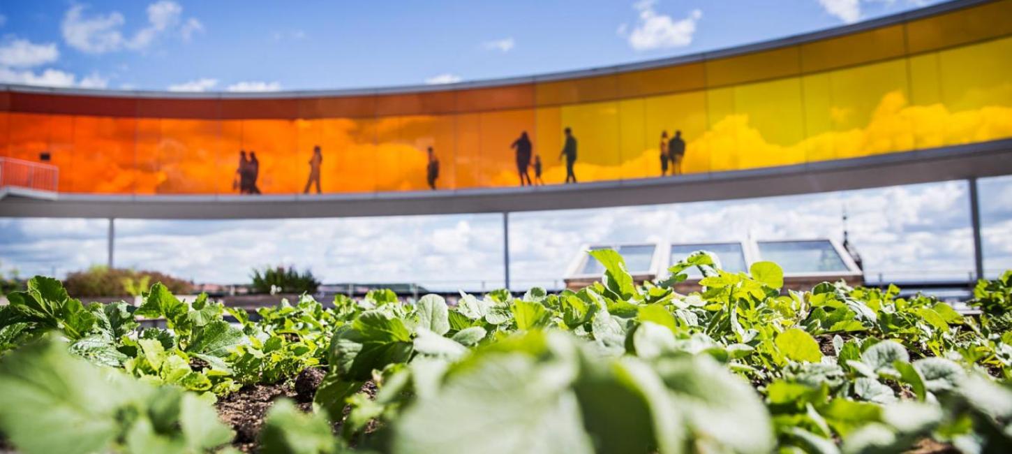 Friske krydderurter dyrket på toppen af ARoS Your rainbow panorama, Aarhus