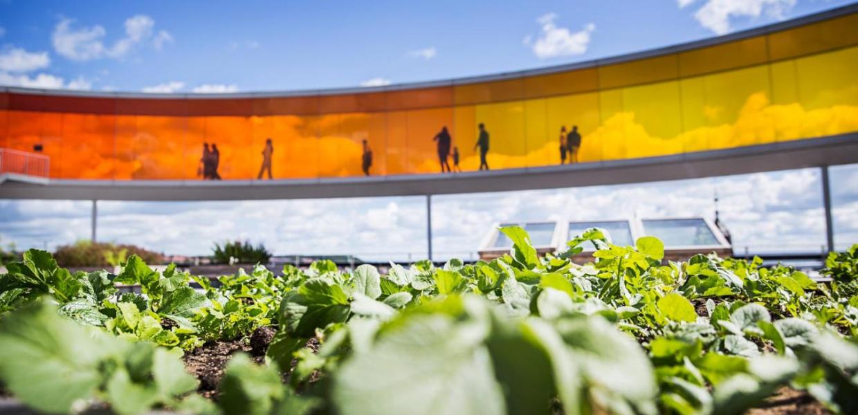 Friske krydderurter dyrket på toppen af ARoS Your rainbow panorama, Aarhus