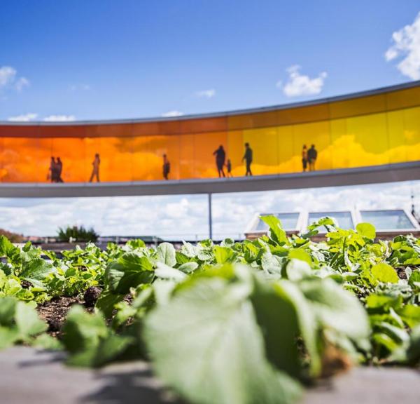 Friske krydderurter dyrket på toppen af ARoS Your rainbow panorama, Aarhus